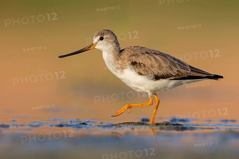 Terek sandpiper, (Xenus cinereus), animal, animals, bird, birds, snipe family, snipe, biotope, habitat, foraging Salalah, Raysut, Sohar, Oman