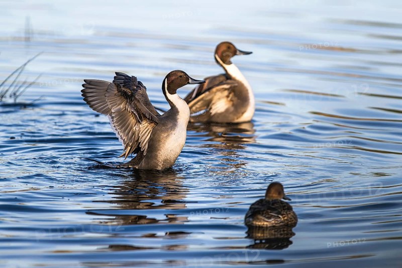 Northern Pintail, Anas acuta, Birds on marshes