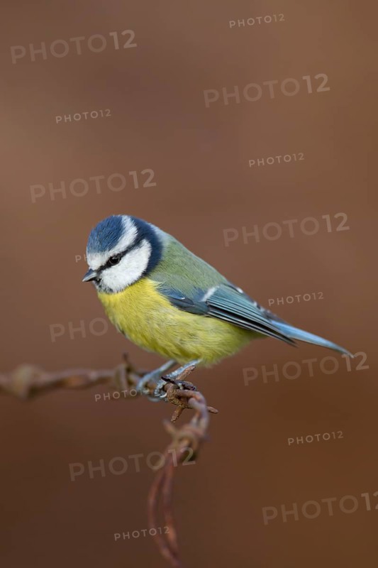 Blue tit (Cyanistes Caeruleus) adult bird on barbed wire, England, United Kingdom