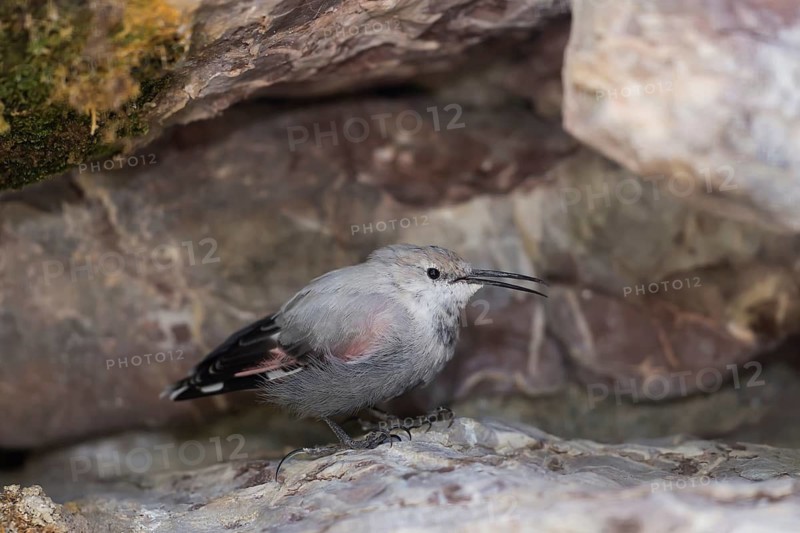 Mauerläufer (Tichodroma muraria) Wallcreeper, Captive, Alpenzoo Innsbruck