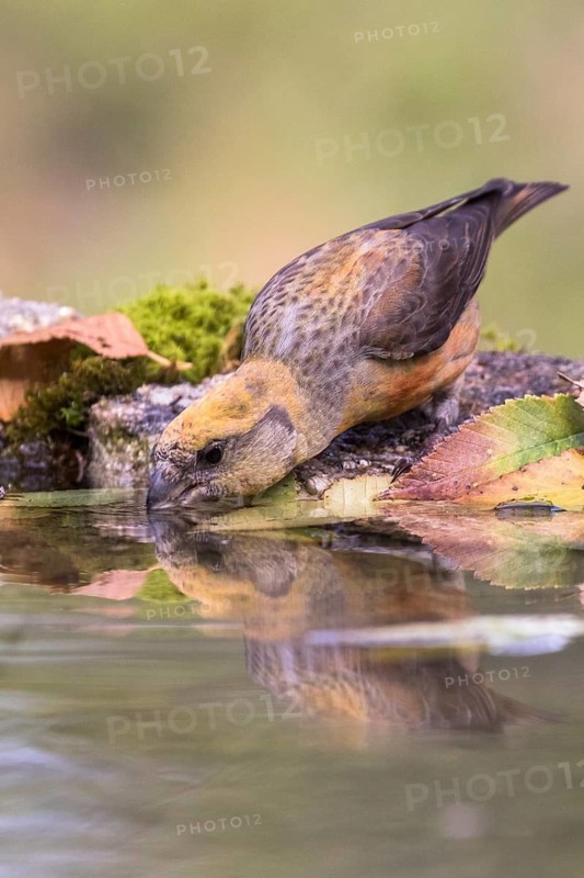 Red Crossbill (Loxia curvirostra) female drinking at a waterhole, Madrid, Spain