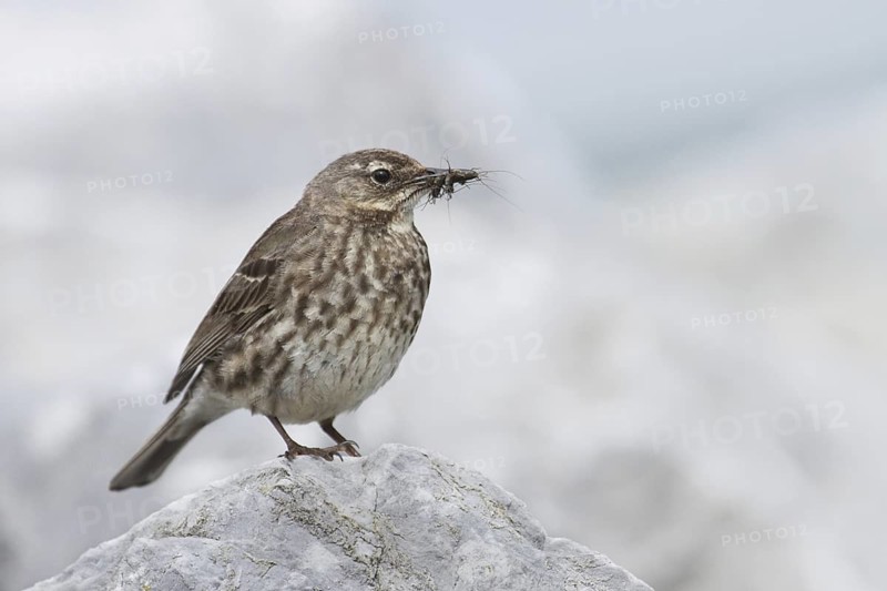 Eurasian Rock Pipit (Anthus petrosus), Ireland
