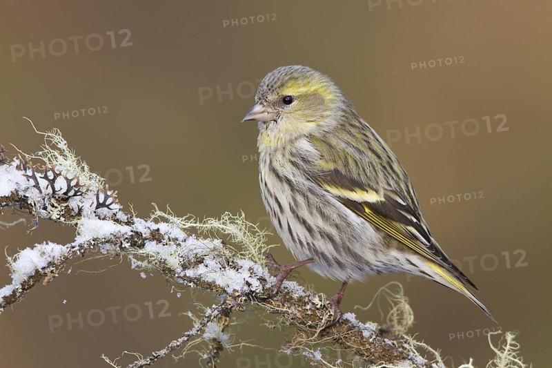 Eurasian Siskin (Spinus spinus) female, St. Gallen, Switzerland