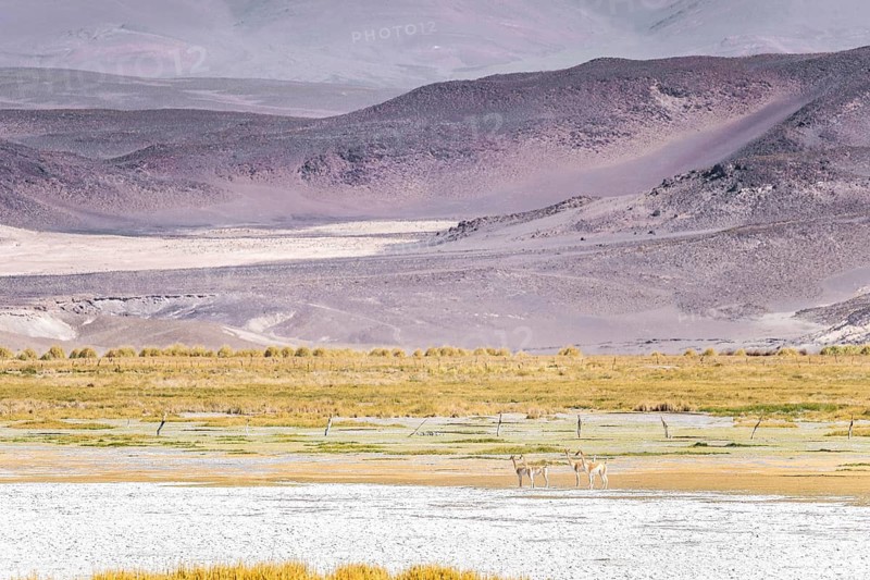 Vast landscape of Andean Highlands in La Puna, Argentina, featuring vibrant vegetation and a small herd of four vicunas grazing peacefully in the expansive terrain