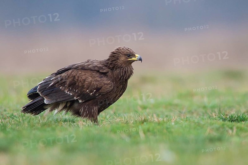 Greater Spotted Eagle (Clanga clanga) juvenile, Subotica, Serbia