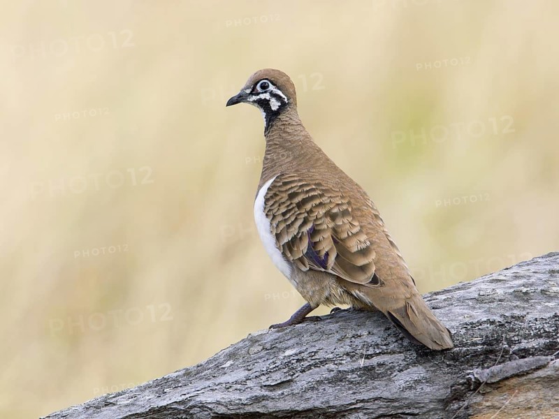 Squatter Pigeon (Geophaps scripta scripta), Queensland, Australia
