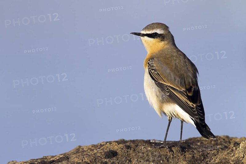 Northern Wheatear (Oenanthe oenanthe) male, Madrid, Spain