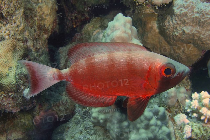 Reef bigeye perch (Priacanthus hamrur)