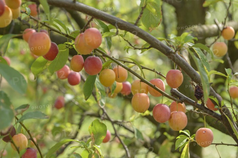 Chinese plum (Prunus salicina), LVG Erfurt, Erfurt, Thuringia, Germany
