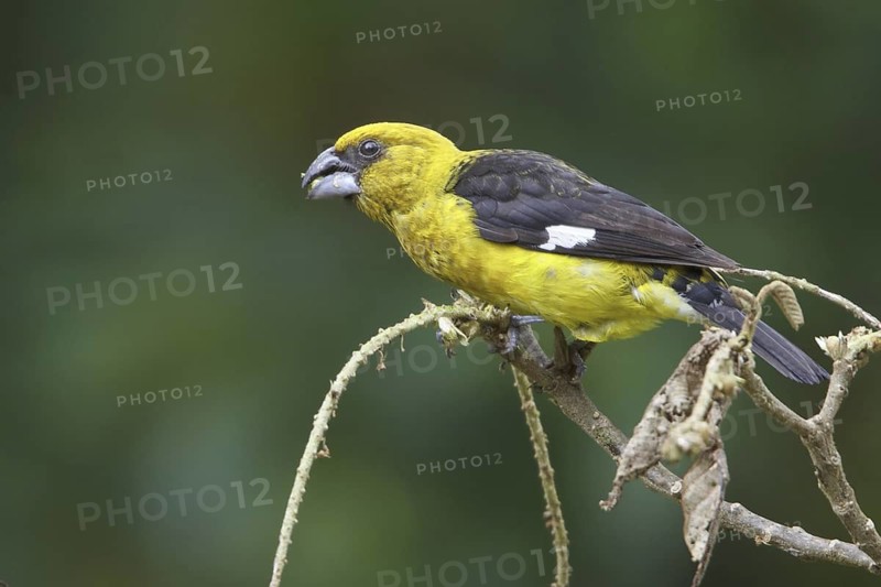 Black-thighed Grosbeak (Pheucticus tibialis), Costa Rica