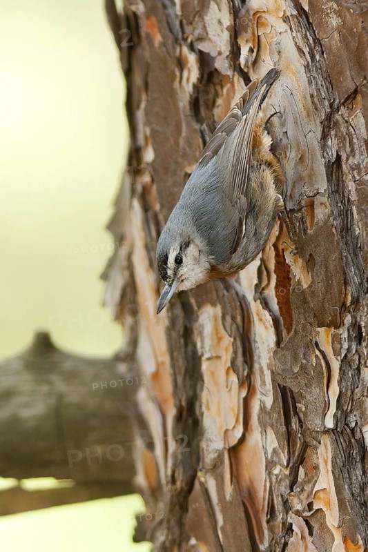 Krüper's Nuthatch (Sitta krueperi), Turkey
