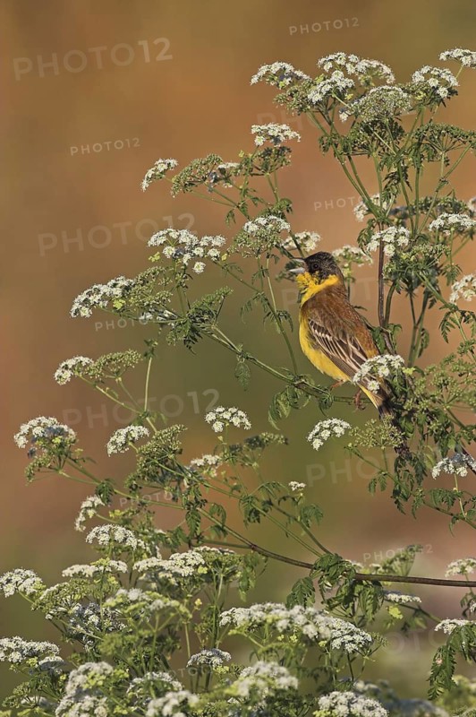 Black-headed Bunting (Emberiza melanocephala) male, Lesvos, Greece