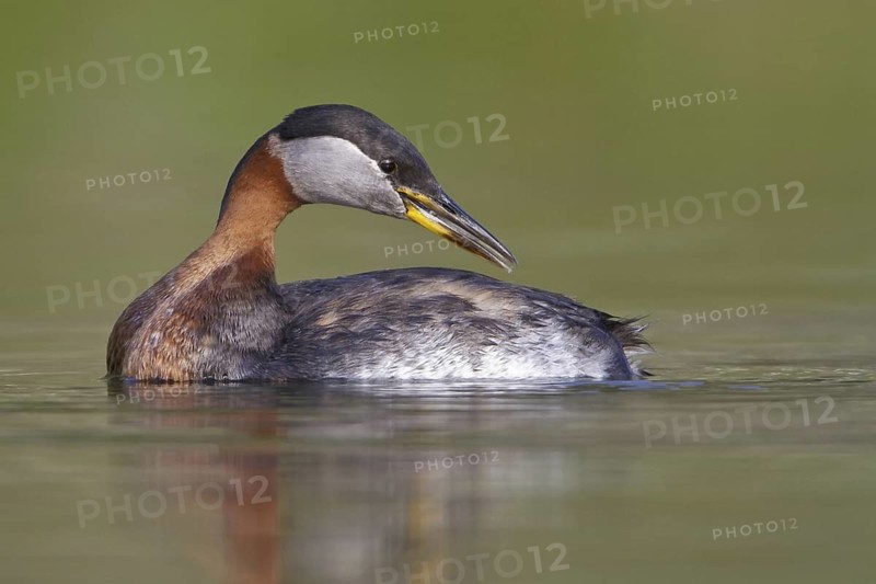 Red-necked Grebe (Podiceps grisegena), British Columbia, Canada