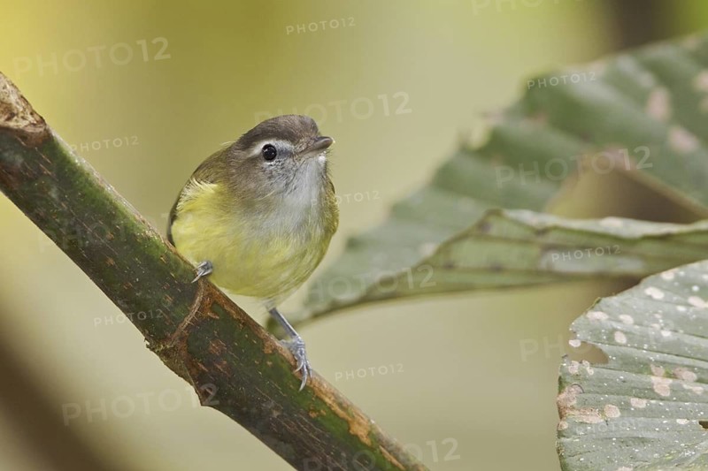 Brown-capped Vireo (Vireo leucophrys), Ecuador