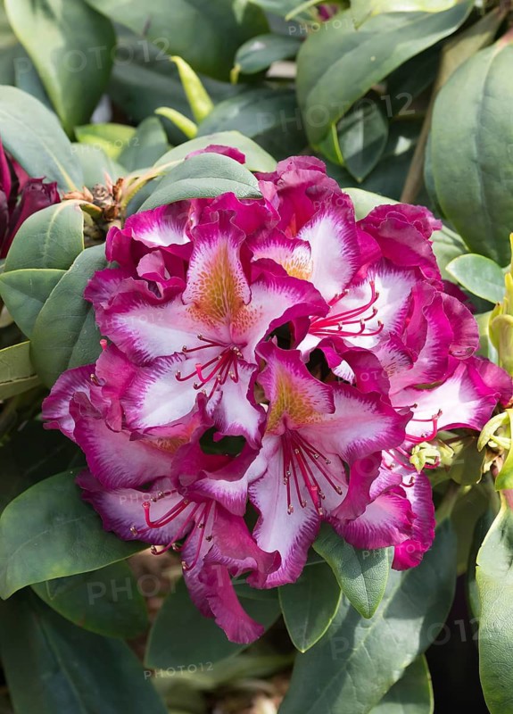 Rhododendron (Rhododendron 'Pushy Purple'), Germany