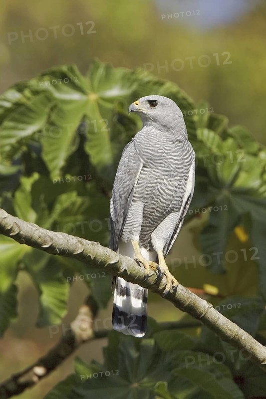 Grey-lined Hawk (Buteo nitidus), Ecuador