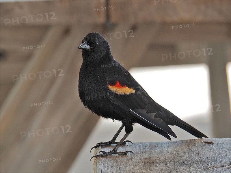 Red-winged blackbird (Agelaius phoeniceus)