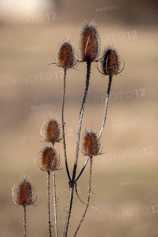 Wild teasel (Dipsacus fullonum) with spiky dried heads on a beige, blurred background, Germany