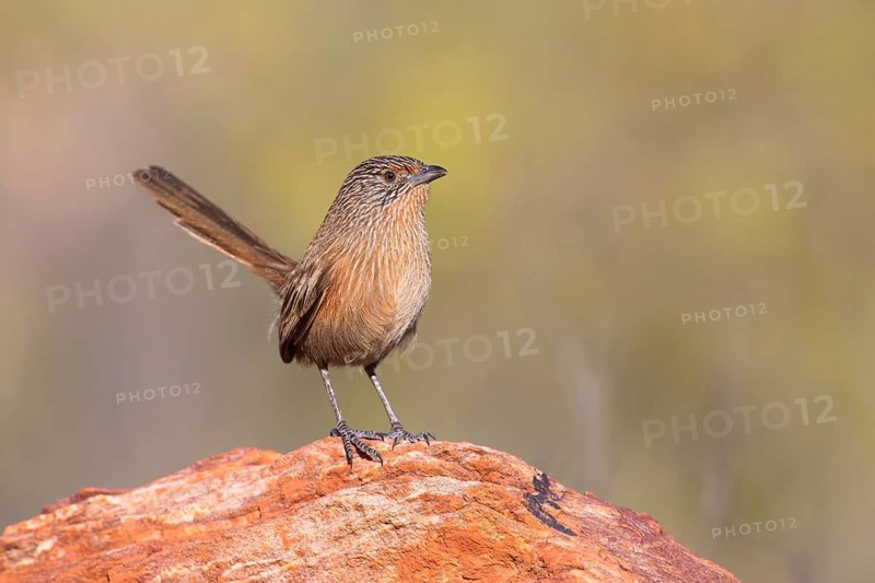 Dusky Grasswren (Amytornis purnelli) female, Northern Territory, Australia