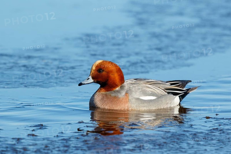 Eurasian Wigeon (Mareca penelope) male, Netherlands