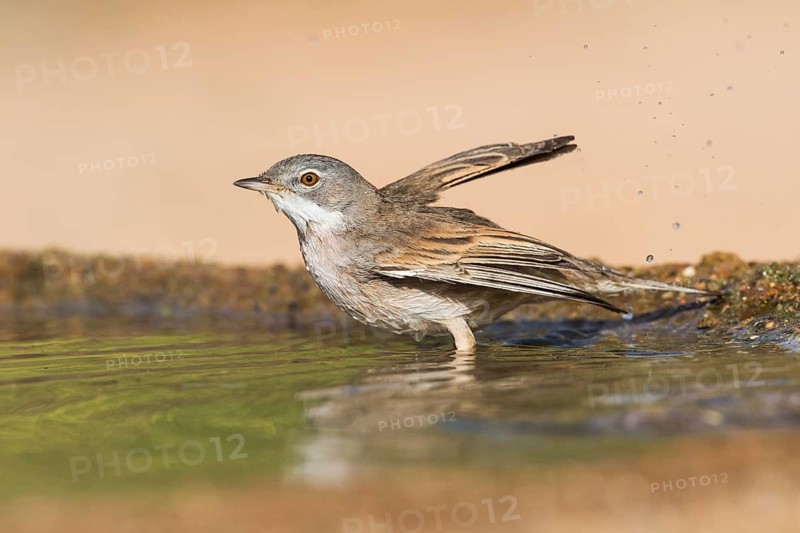 Common Whitethroat (Sylvia communis) male bathing, Eilat, Israel