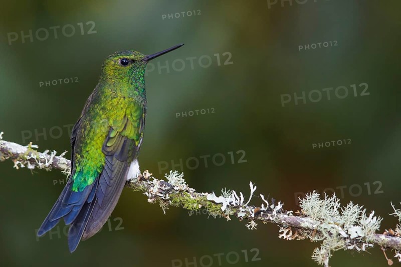 Coppery-bellied Puffleg (Eriocnemis cupreoventris) perched on a branch in the mountains of Colombia, South America