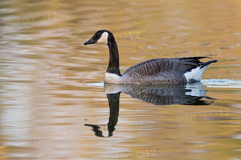 Canada Goose, Branta canadensis, Bernache du Canada, Barnacla Canadiense, Luisenpark, Mannheim, Baden-Württemberg, Germany
