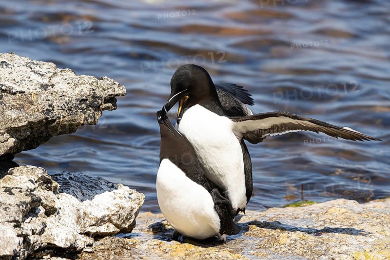 Razorbill (Alca torda) pair mating on a cliff, Gotland, Sweden