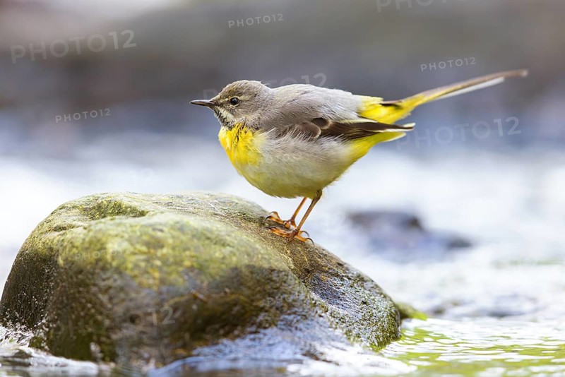 Grey wagtail (Motacilla cinerea), Bergeronnette des ruisseaux, Lavandera Cascadeña, mountain wagtail, songbird species, waters, water, river, Slovenska Bistrica area, Slovenska Bistrica, Podravska, Slovenia