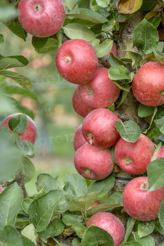 Columnar apple (Malus domestica CAMPANILO® PRIMO), LVG Erfurt, Erfurt, Thuringia, Germany