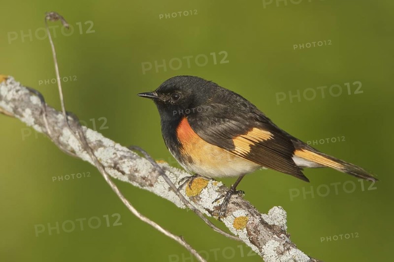 American Redstart (Setophaga ruticilla) male, Manitoba, Canada
