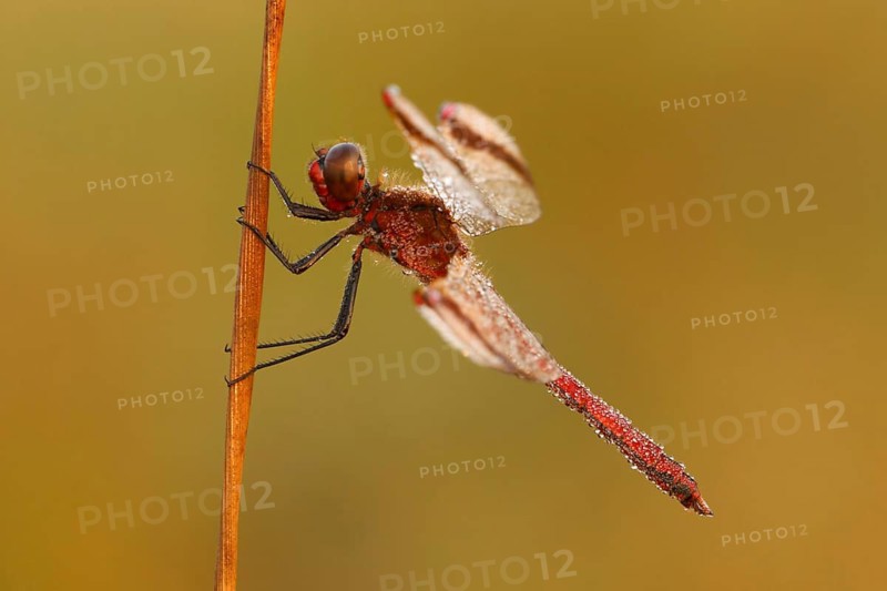 Bandheidelibel wachtend op de eerste zonnestralen, Banded darter waiting for sun