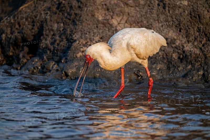 Red-faced spoonbill (Platalea alba) foraging, Ihaha, Chobe National Park, Botswana