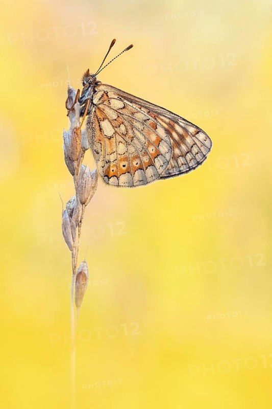 Die alpine Form des Skabiosen-Scheckenfalter (Euphydryas aurinia debilis) aus dem Wallis, Schweiz, 2500 m
