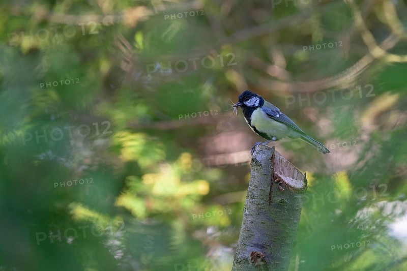Great tit (Parus major), with insect in beak, Germany