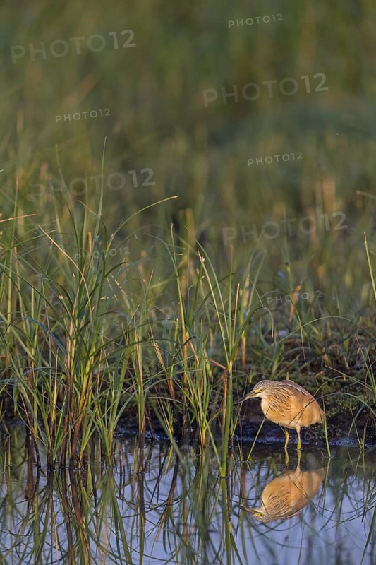 Squacco heron, heron, animals, birds, biotope, foraging, (Ardeola ralloides), Lesbos, Greece