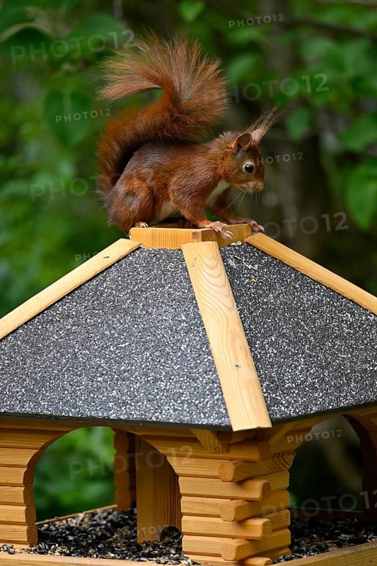Eurasian red squirrel (Sciurus vulgaris), sitting on a bird feeder, Stuttgart, Baden-Württemberg, Germany
