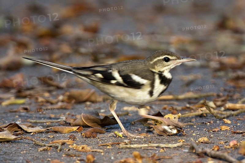 Forest Wagtail (Dendronanthus indicus), Penang, Malaysia