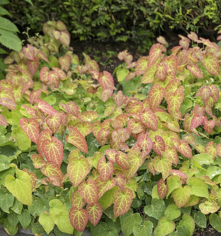 Fairy flower (Epimedium × perralchicum 'Frohnleiten'), Tuinen van Appeltern, Netherlands