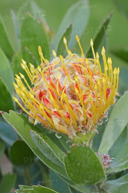 Pincushion protea or tree pincushion (Leucospermum conocarpodendron), flower, native to South Africa