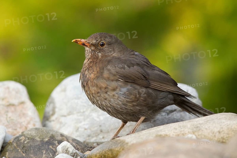 Common Blackbird (Turdus merula) female perched on a stone, Bavaria, Germany