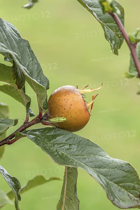 Common medlar (Mespilus germanica 'Holländische Grossfrüchtige'), Bundessortenamt Prüfstelle Wurz, Germany