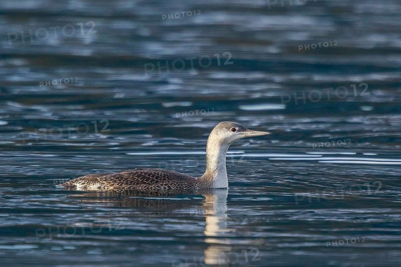 Red-throated Loon (Gavia stellata), Carinthia, Austria