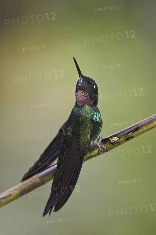 Tourmaline Sunangel (Heliangelus exortis), Ecuador