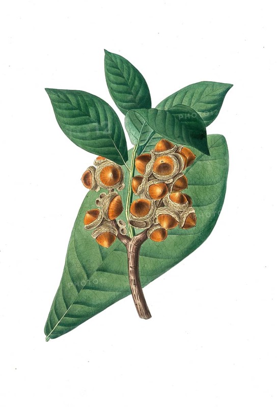 Oak, Quercus grandifolia, Magnolia-leaved oak, tree, digitally enhanced reproduction of an original by Aylmer Bourke Lambert (1761 - 1842), English botanist, published around 1810