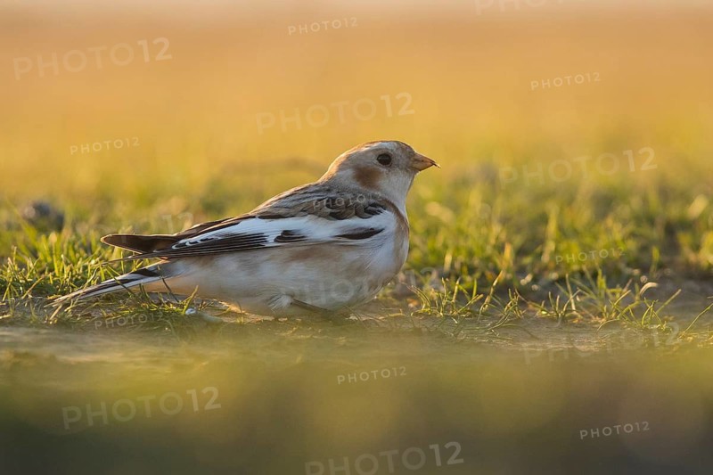 Snow Bunting (Plectrophenax nivalis) perched on the ground, Hortobagy, Hungary