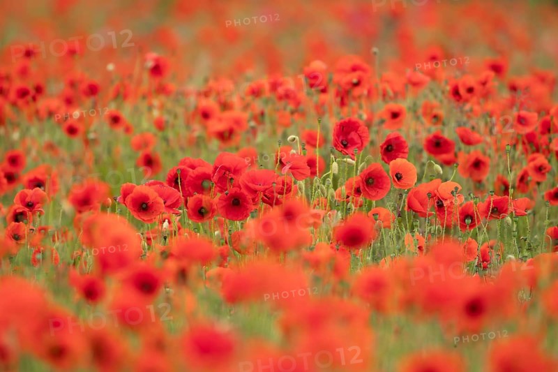 Common field poppy (Papaver rhoeas) wildflower field of red poppies in summer, England, United Kingdom