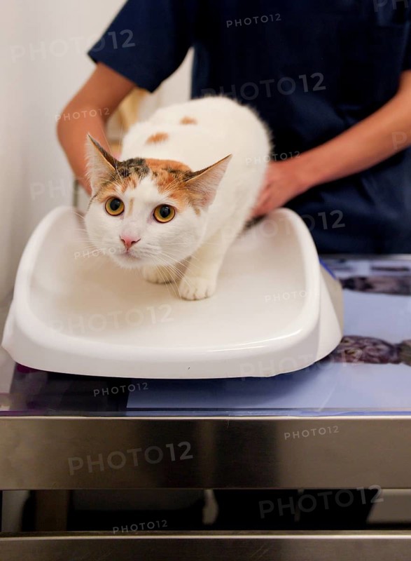 A curious calico cat sits calmly on the examination table while a veterinarian gently holds it for a check-up. The setting is a modern and clean veterinary clinic