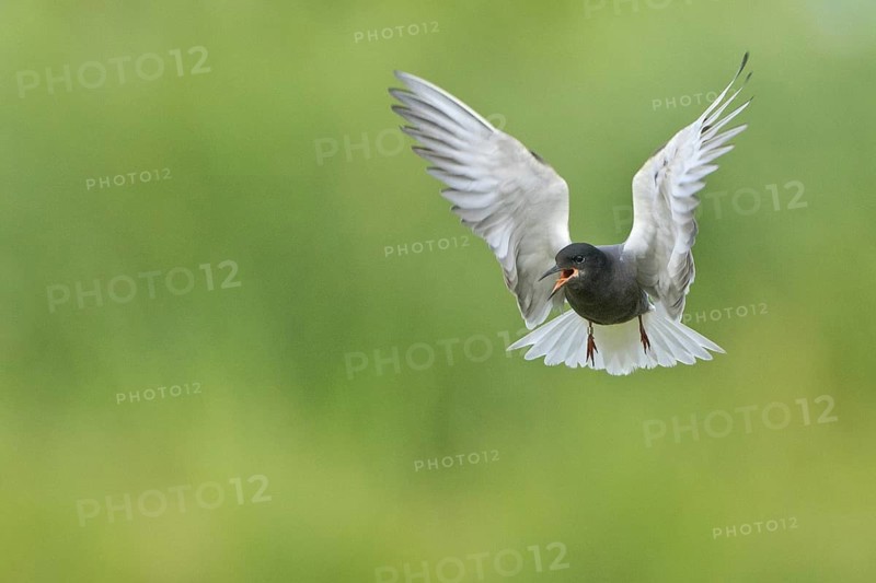 Black Tern (Chlidonias niger) flying, Netherlands