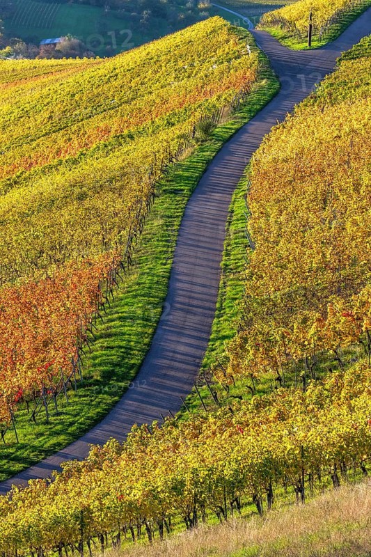 A winding path through colourful vineyards in an autumnal landscape under a sunny sky, Baden-Württemberg, Germany